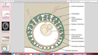 Embriologia  Placenta e membranas extraembrionarias [upl. by Buttaro]