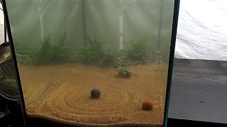 How to Set Up a Cherry Shrimp Tank [upl. by Farrow332]