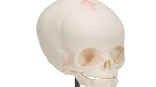 Understanding the Fetal Skull Anatomy for community midwifery [upl. by Dranyl956]