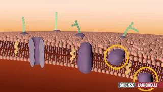 La membrana plasmatica tratto da Saraceni Strumia [upl. by Orit]