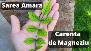 Ce este Sarea Epsom   Carenta de Magneziu  Fertilizant Sare amara [upl. by Pacificia]