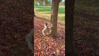 Havanese dog Coco tracking a squirrel [upl. by Adyahs]