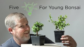 Bonsaify  Five Ideas for Improving Young Bonsai Trees [upl. by Lewan514]