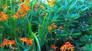 Crocosmia x crocosmiiflora  Montbretia [upl. by Thurstan996]