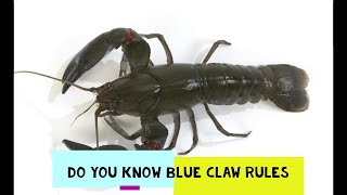 LATEST BLUE CLAW YABBIES RULES EXPLAINED CATCHING BLUE CLAW YABBIES NSW VICTORIA AND QUEENSLAND [upl. by Stanford]