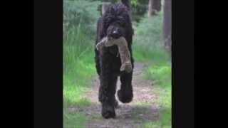 Barbet in the UK training and working video [upl. by Ottilie]