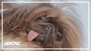 Worlds Ugliest Dog Wild Thing [upl. by Emersen]