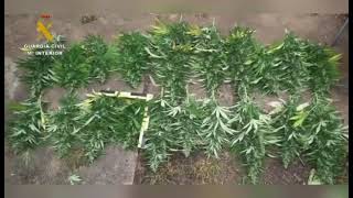 Desmantelada una plantación de marihuana en Paymogo Huelva [upl. by Glennie797]