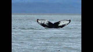 Alaskan Whale Watching PART 1 [upl. by Enitsyrhc]