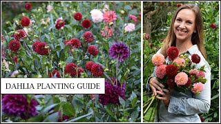 How to Grow Dahlias  From Tubers to Gorgeous Blooms  A Complete Guide  Northlawn Flower Farm [upl. by Tayler421]