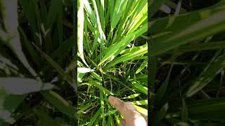 FLOWERING STAGE OF RICE PLANT [upl. by Enerehs]