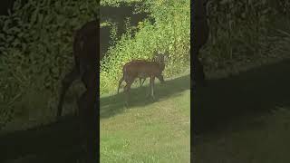 My deer watching me 🦌 deerwatching deersighting [upl. by Cherianne]