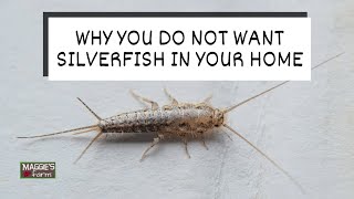 Why You Do Not Want Silverfish in Your Home [upl. by Ahsemo186]