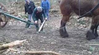 Belgian Draft Horse Logging Pulling Trees [upl. by Norvan543]