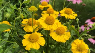 Sneezeweed helenium care [upl. by Lertnahs]