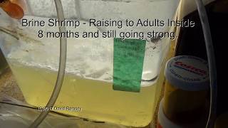 Huge Numbers of Adult Brine Shrimp Indoors 2017 08 18 [upl. by Nefen]