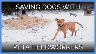 Saving Dogs with PETA Fieldworkers [upl. by Laitselec]