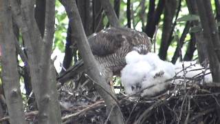 Sperwer Sparrowhawk Accipiter nisus Tropenmuseum 19 juni 2013 [upl. by Adrienne]