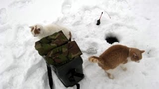 Зимняя ловля окуня на мормышку Мой способ Самара Ice fishing for perch [upl. by Atinus]