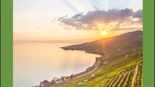 Vendanges à Lavaux 🍇  Récolte amp Pressage des Raisins  🚜🇨🇭Lavaux vendanges shorts [upl. by Erreipnaej]