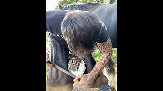 Amazing Horse Foot Triming hooftrimming hoofcleaning horse farming [upl. by Aneleasor987]