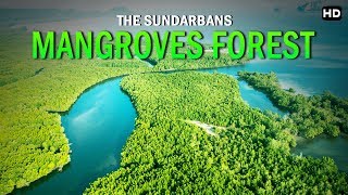 ये जंगल हे इसलिये आप जिंदा है  Sundarbans Worlds Most Beautiful Mangrove Forest [upl. by Umberto]