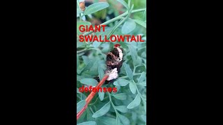 Eastern Giant Swallowtail caterpillar defenses [upl. by Yeldnarb]