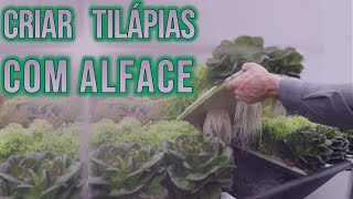 Como criar Tilapia com Alface organica em casa [upl. by Maximilian]