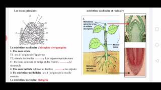 Biovégétale REVISION 1ère partie [upl. by Nakre]