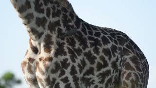 RedBilled Oxpecker on Masai Giraffe  Masai Mara wildlife masaimaranationalpark masaigiraffe [upl. by Rehpoitsirhc]