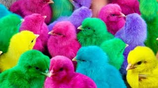 World Cute Chickens Cute Colorful Chickens Rainbow Chickens Cute Ducks Cat Rabbits And Cute Animals [upl. by Ettenrahs308]