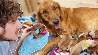 Helping Golden Retriever Give Birth to 11 Puppies [upl. by Itsirk]