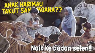 MOANA MASUK KANDANG HARIMAU Naik ke badan selen [upl. by Nert]