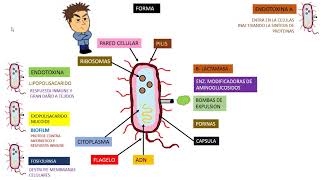 Pseudomona Aeruginosa [upl. by Bayard]