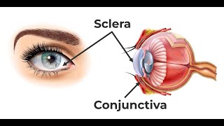 Peculiarities of the sclera  Unique characteristics of the sclera [upl. by Fricke]