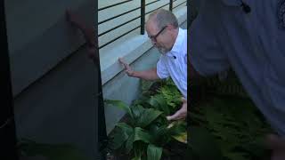 What Mulch Reveals to Inspectors internachi homeinspection [upl. by Esiom]