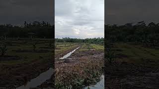 Dampak Harga Sawit Mahal Lahan Sawah Jadi Kebun Sawit [upl. by Sutit207]