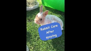 How to Care for your Bunny Rabbit after Spay Surgery [upl. by Anaigroeg]