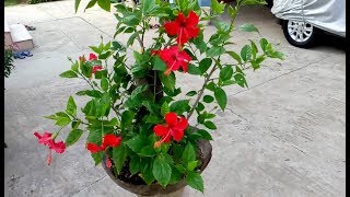 How to make bonsai hibiscus tree update [upl. by Meensat913]