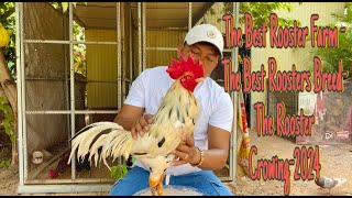 The Best Rooster FarmThe Best Rooster BreedsThe Rooster Crowing 2024 [upl. by Akemhs516]