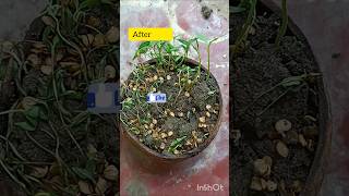 Green Chilli seeds🌿shortsfeed shortvideo mirapakaya seeds plantinghacks gardening harikahome [upl. by Einnok77]