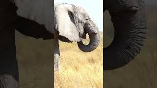 Elephant in Etosha National Park [upl. by Enail]