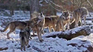 Animaux dans la neige  ours chants des loups pandas roux rennes [upl. by Llebanna909]