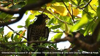 Oriental Honeybuzzard Pernis Ptilorhynchus torquatus  Female amp Juvenile  Chiu S C DSCN2308 [upl. by Ahseinet]