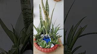 beautiful multiple varieties sansevieria decorate and arrangement idea sanseveria [upl. by Eras564]