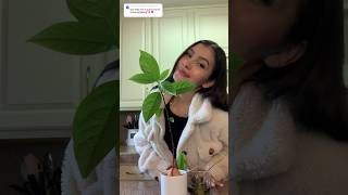 Germine semillas de mango 😱🥭 damari minivlog diy shorts germination semillademango mango [upl. by Asim]