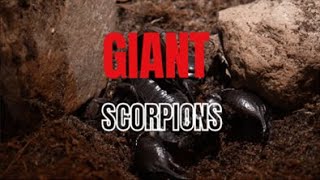 I BOUGHT GIANT BLACK SCORPIONS [upl. by Martelle]