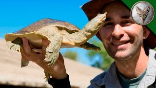 Bizarre Desert Turtle [upl. by Corwin780]