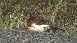 Lagopède des saules  Willow Ptarmigan  Dempster Highway Yukon Canada [upl. by Anuahs]