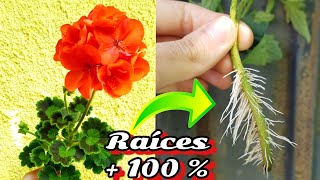 SOLO el 1 conoce este EnRaiZanTe NATURAL para esquejar plantas  Hormonas enraizantes sin lentejas [upl. by Erlewine206]